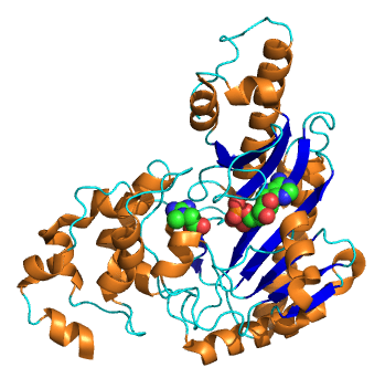 Créatine kinase — Wikipédia