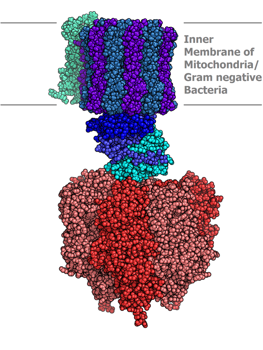 ATP synthase - Wikipedia