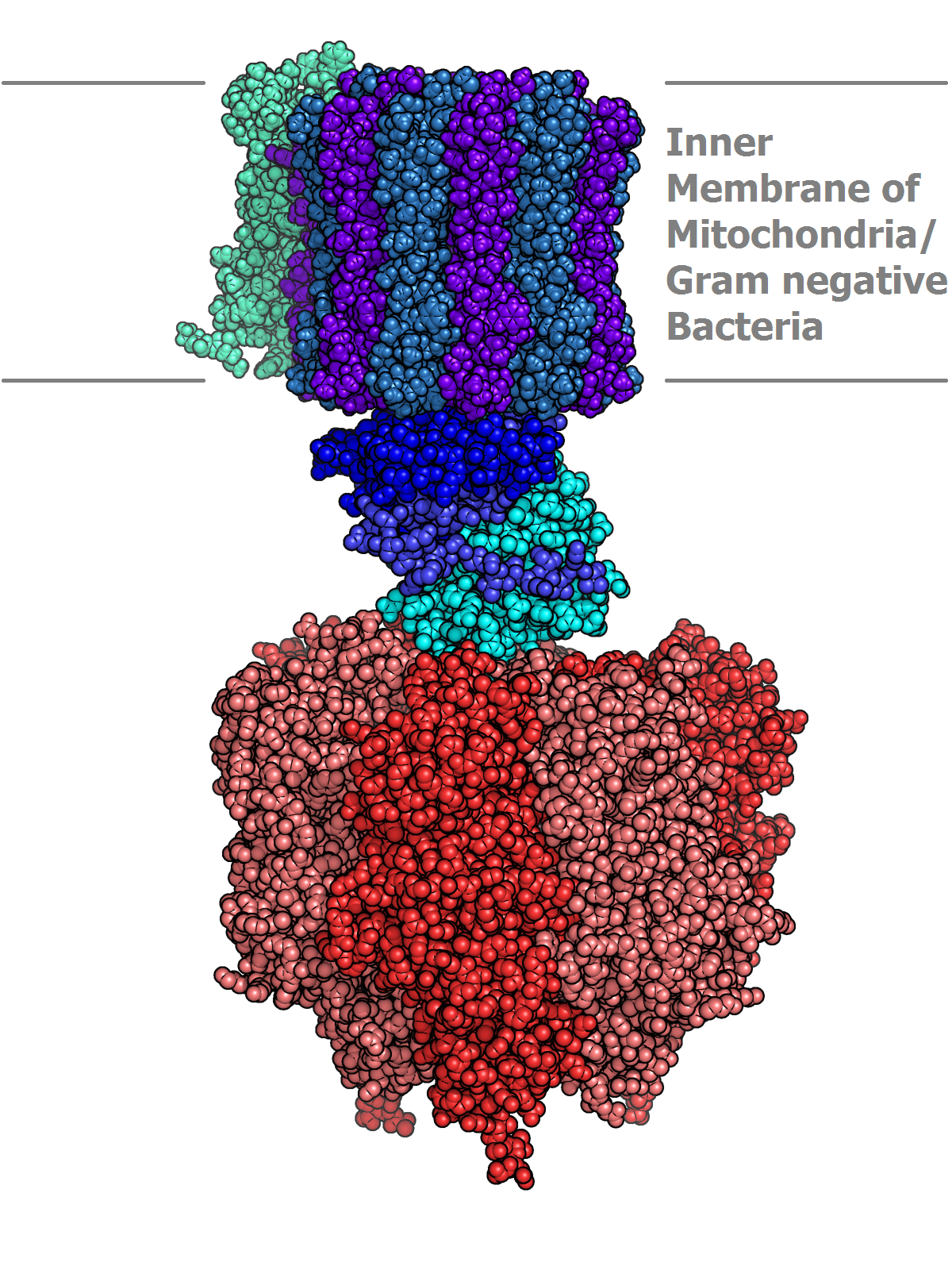 ATP synthase - Wikipedia