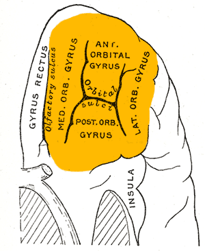 Cortex orbitofrontal — Wikipédia