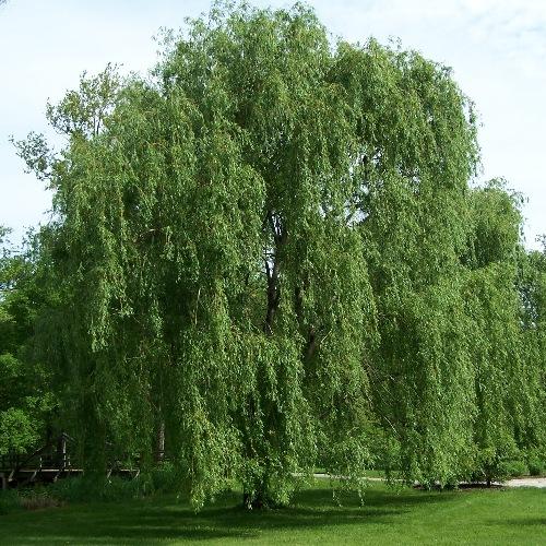 Willow - Wikipedia