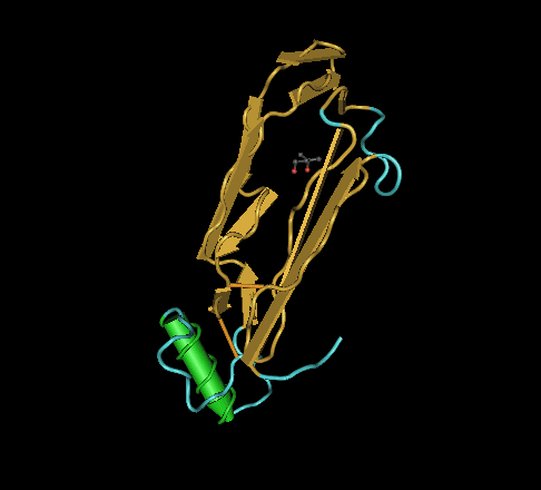 Bone morphogenetic protein 2 - Wikipedia