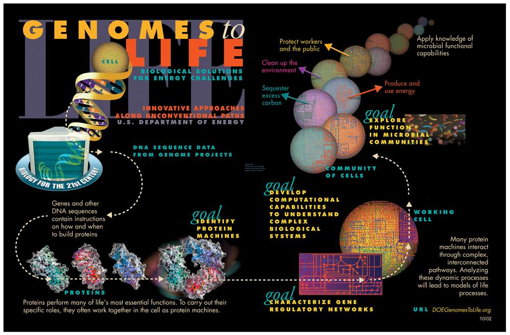 Systems biology - Wikipedia