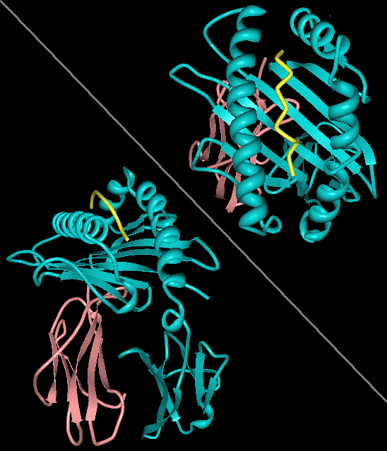 Protein subunit - Wikipedia