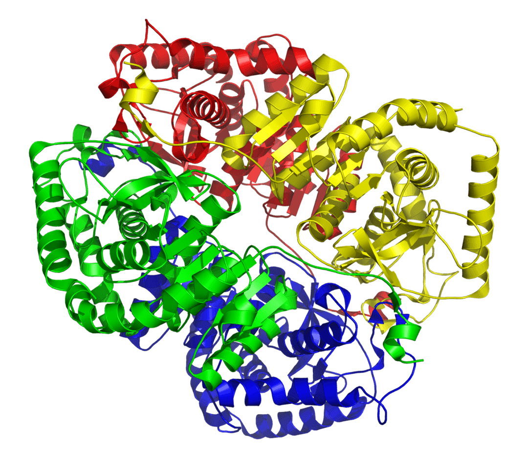 Lactate déshydrogénase — Wikipédia