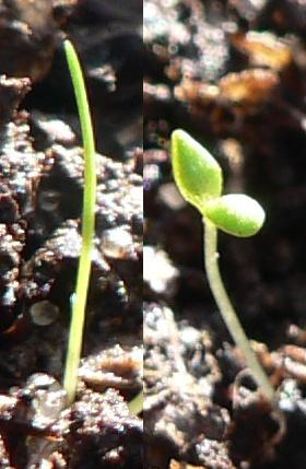 Seedling - Wikipedia