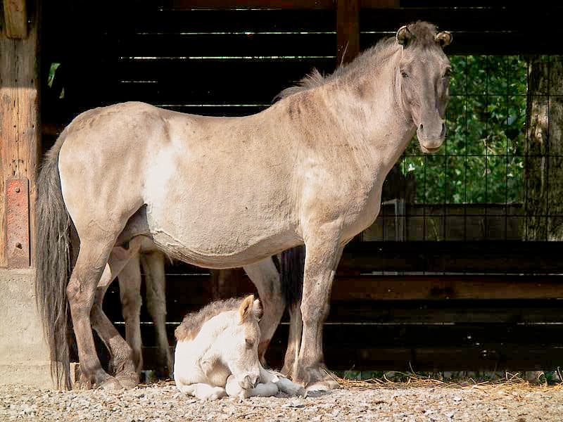 Heck horse - Wikipedia