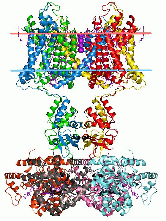 Voltage-gated potassium channel - Wikipedia