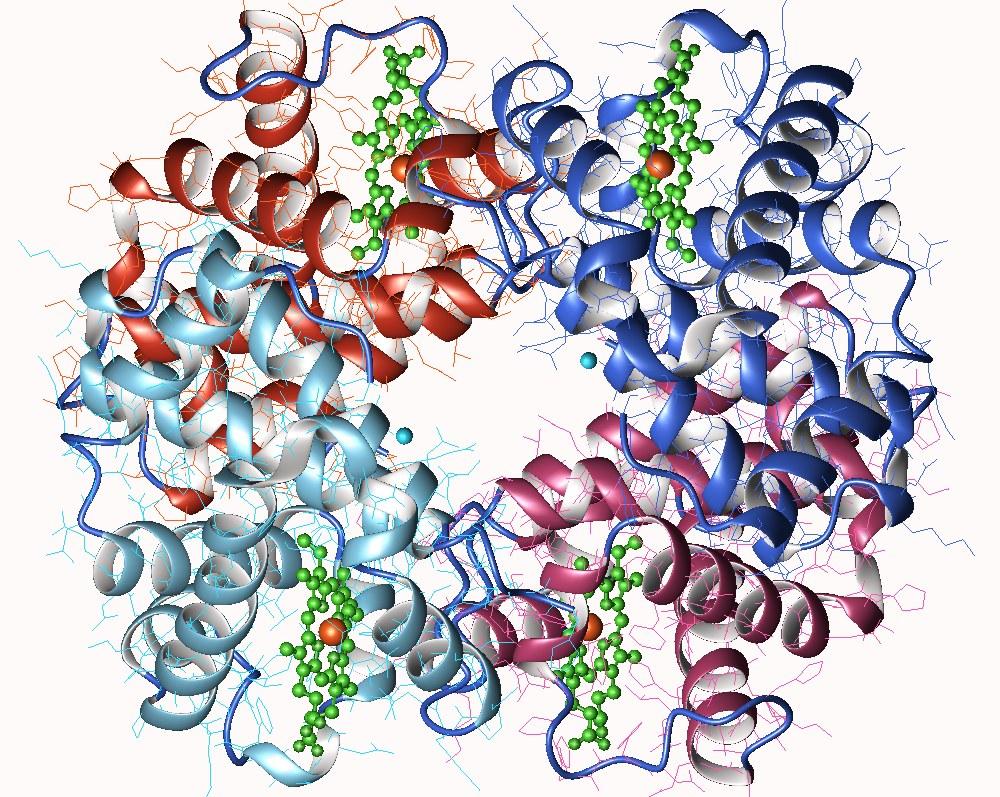 Hémoglobine — Wikipédia