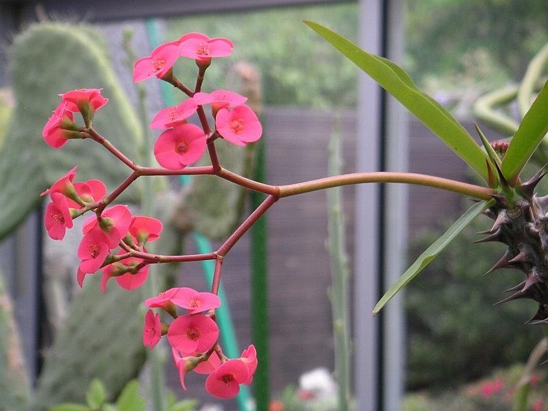 Euphorbiaceae — Wikipédia