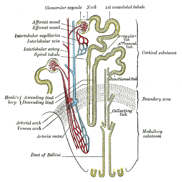 Loop of Henle - Wikipedia