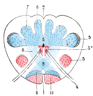 Dorsal column nuclei - Wikipedia