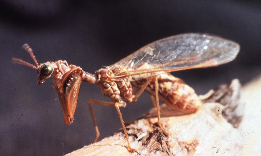 Mantispidae — Wikipédia