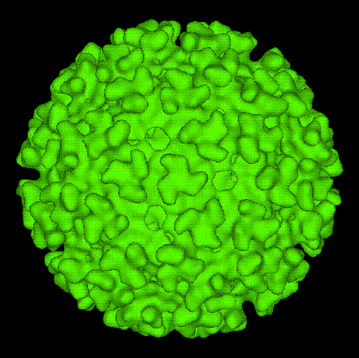 Alphavirus — Wikipédia