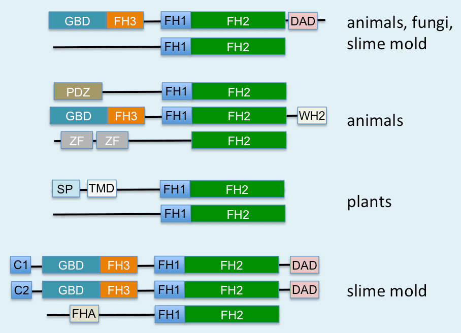 Formine — Wikipédia