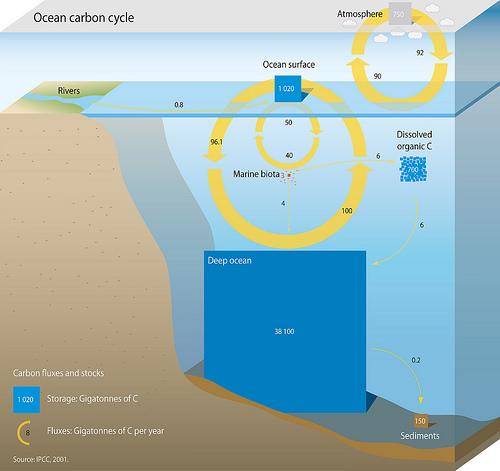 Oceanic carbon cycle - Wikipedia