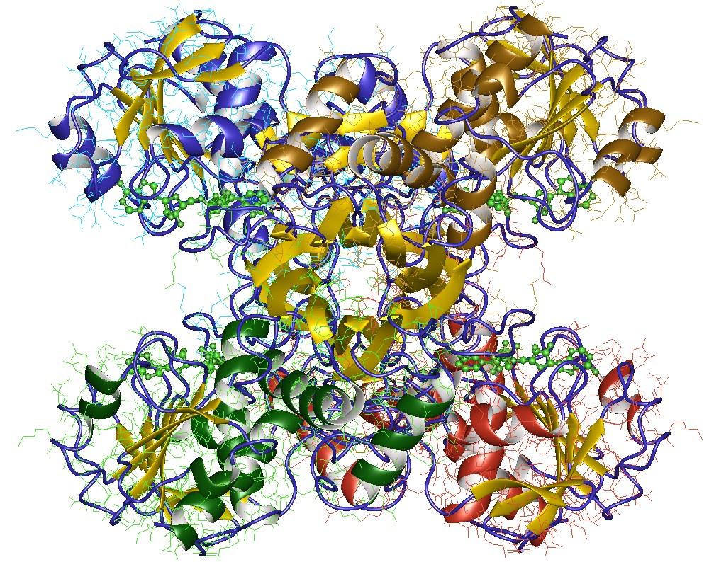 Glycéraldéhyde-3-phosphate déshydrogénase — Wikipédia