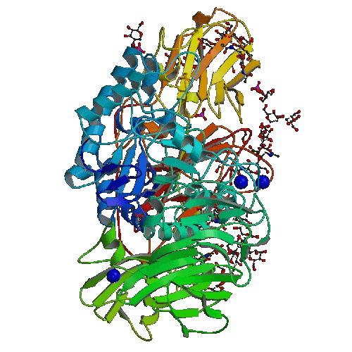 β-Galactosidase - Wikipedia