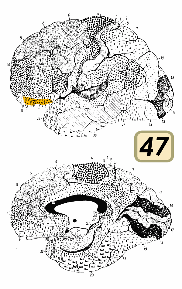 Brodmann area 47 - Wikipedia