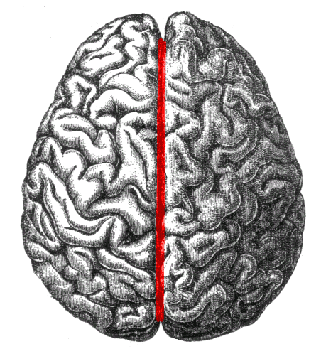 Longitudinal fissure - Wikipedia