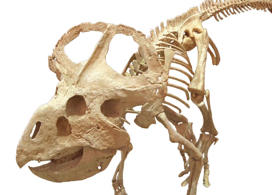 Protoceratops - Wikipedia