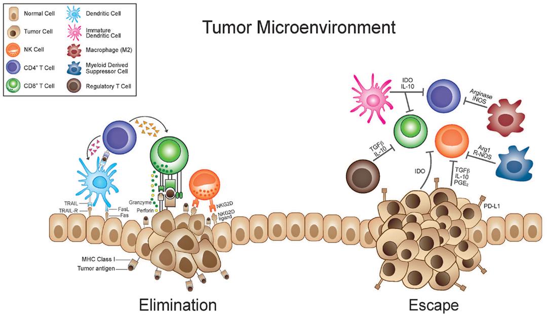 Tumor-infiltrating lymphocytes - Wikipedia