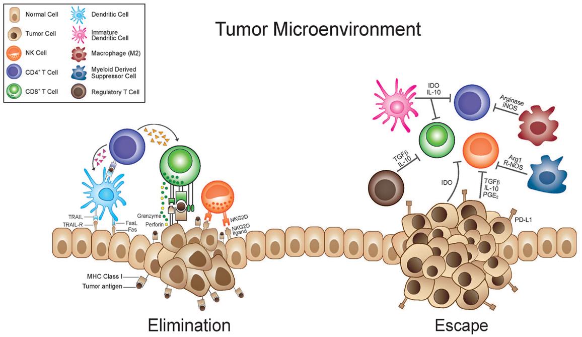 Tumor-infiltrating lymphocytes - Wikipedia