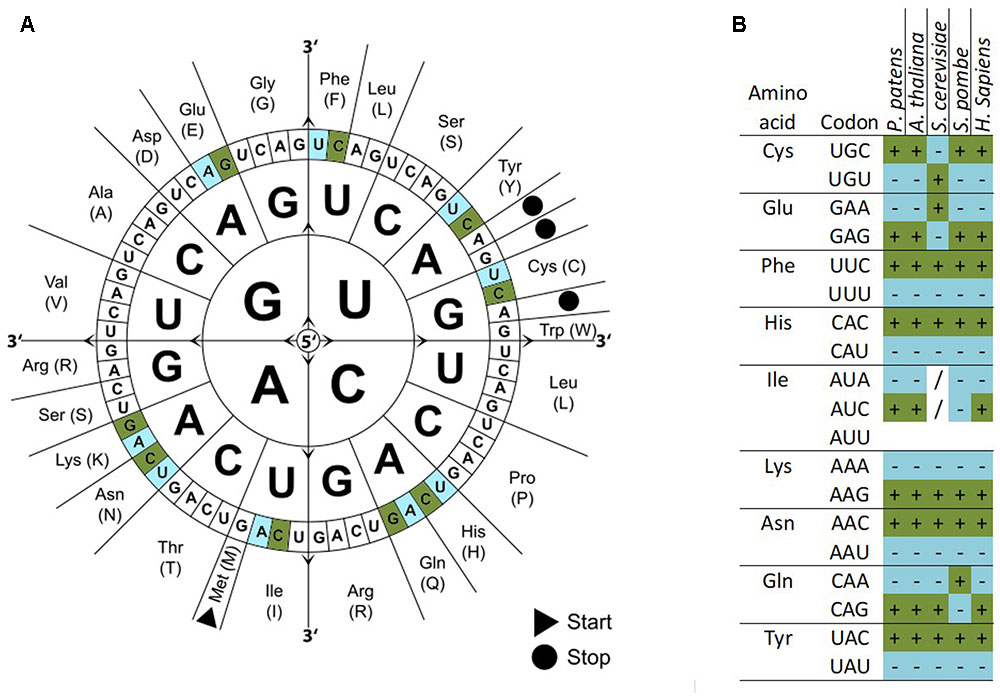 Codon usage bias - Wikipedia