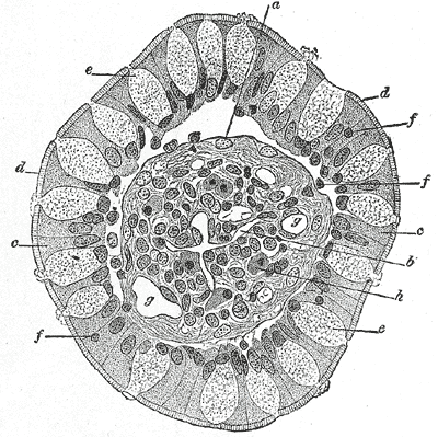 Goblet cell - Wikipedia