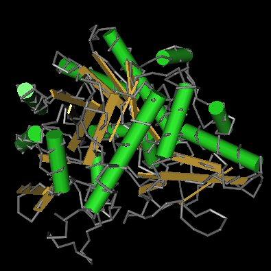 Lactase — Wikipédia