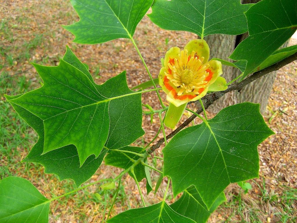 Liriodendron - Wikipedia