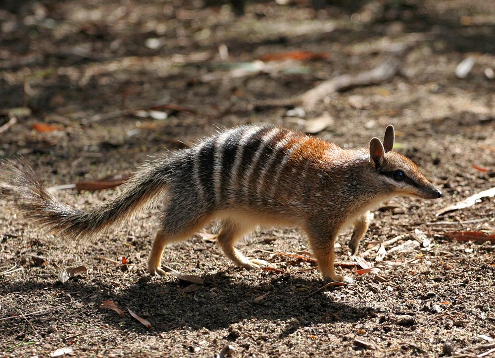 Myrmecobius fasciatus — Wikipédia