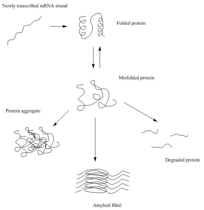 Protein aggregation - Wikipedia