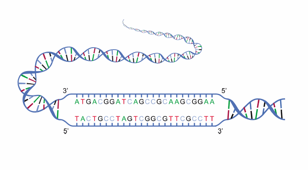 Maladie métabolique génétique — Wikipédia