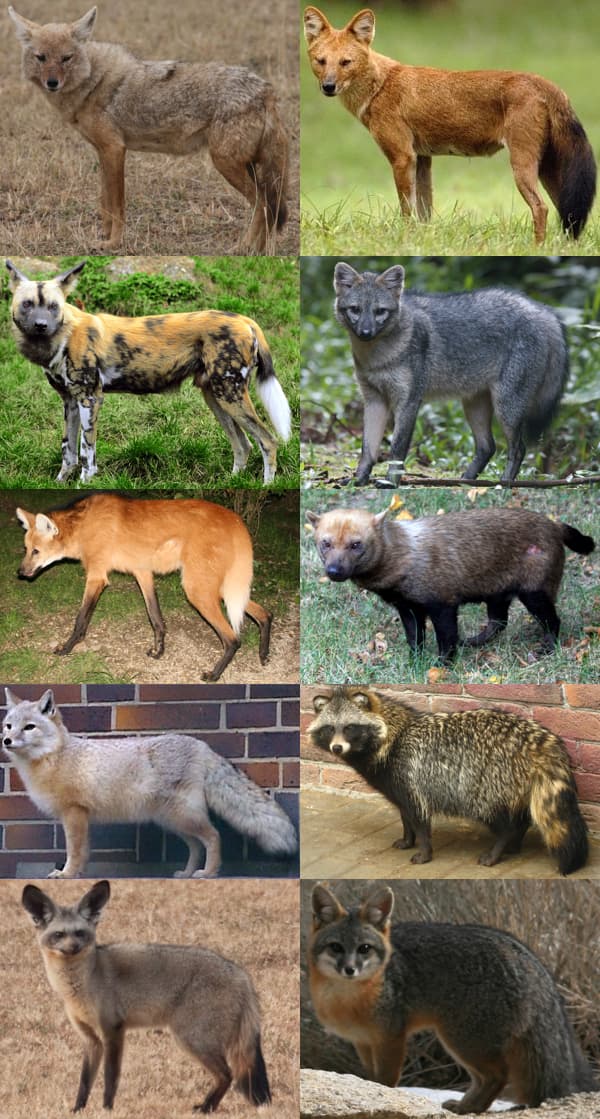 Canidae - Wikipedia