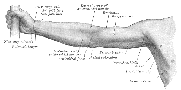 Membre supérieur (anatomie humaine) — Wikipédia