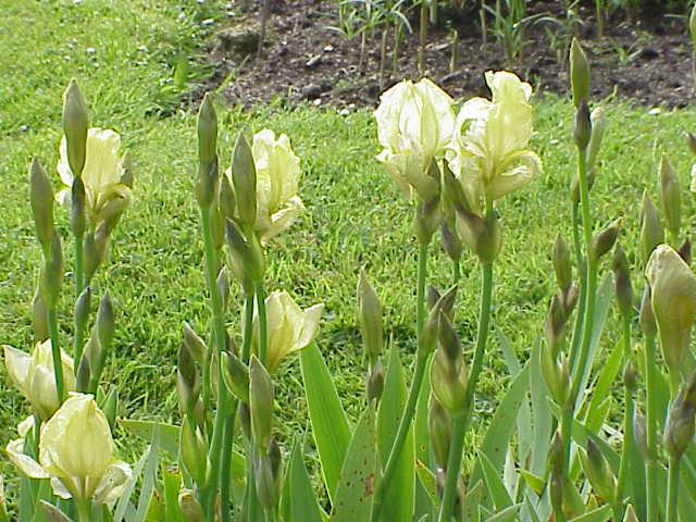 Iridaceae — Wikipédia