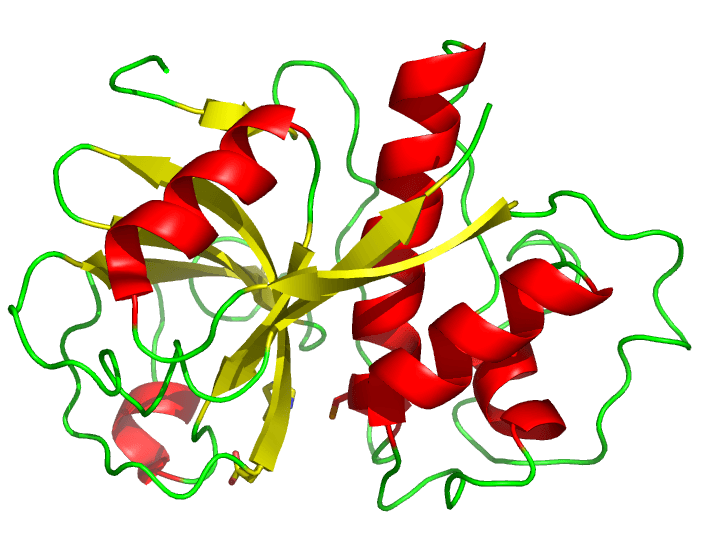 Papaïne — Wikipédia