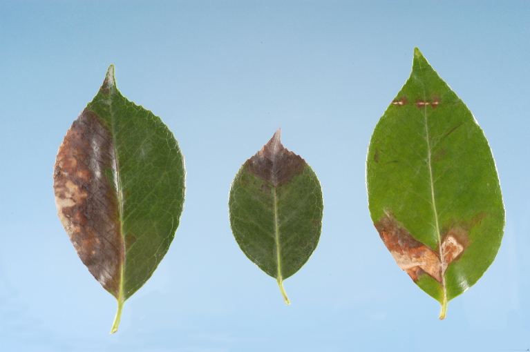 Phytophthora ramorum — Wikipédia