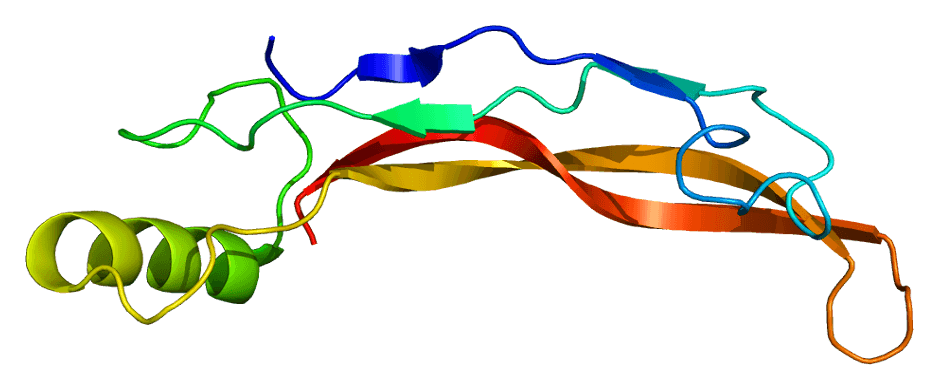 Bone morphogenetic protein 4 - Wikipedia