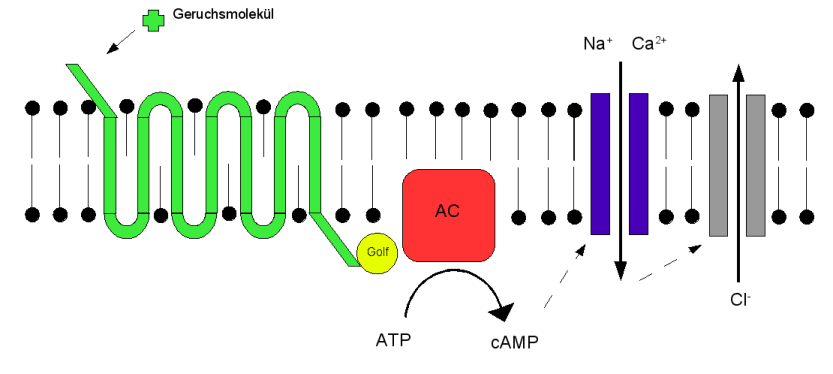 Récepteur olfactif — Wikipédia