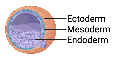 Endoderm - Wikipedia