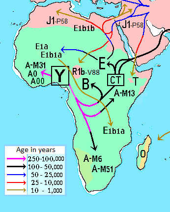 Y-chromosomal Adam - Wikipedia