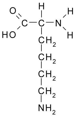 Acide aminé essentiel — Wikipédia