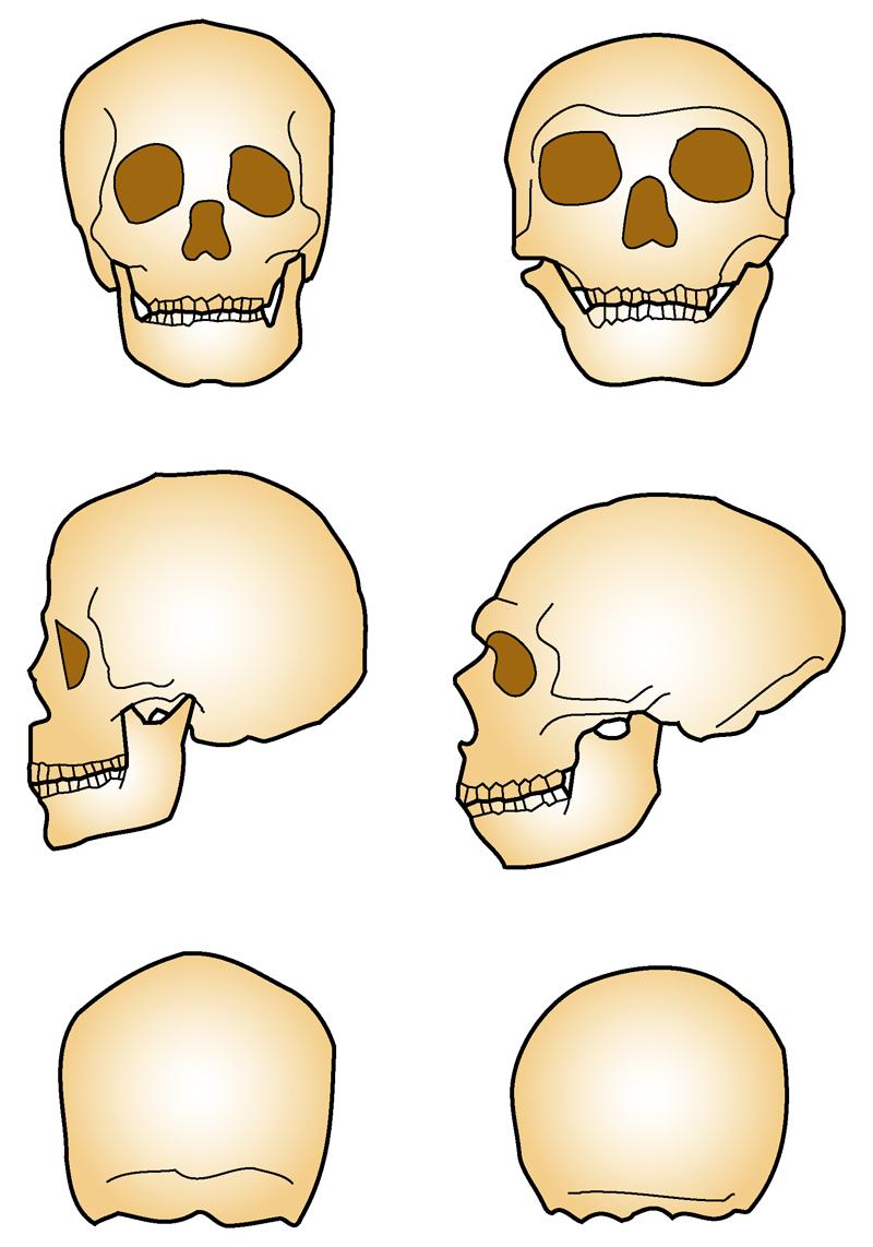 Homo — Wikipédia