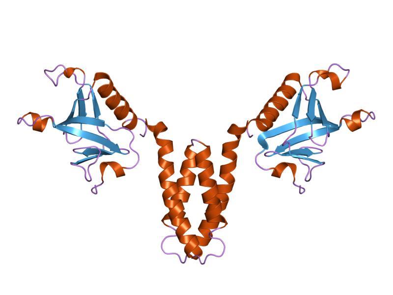 Signal transducing adaptor protein - Wikipedia