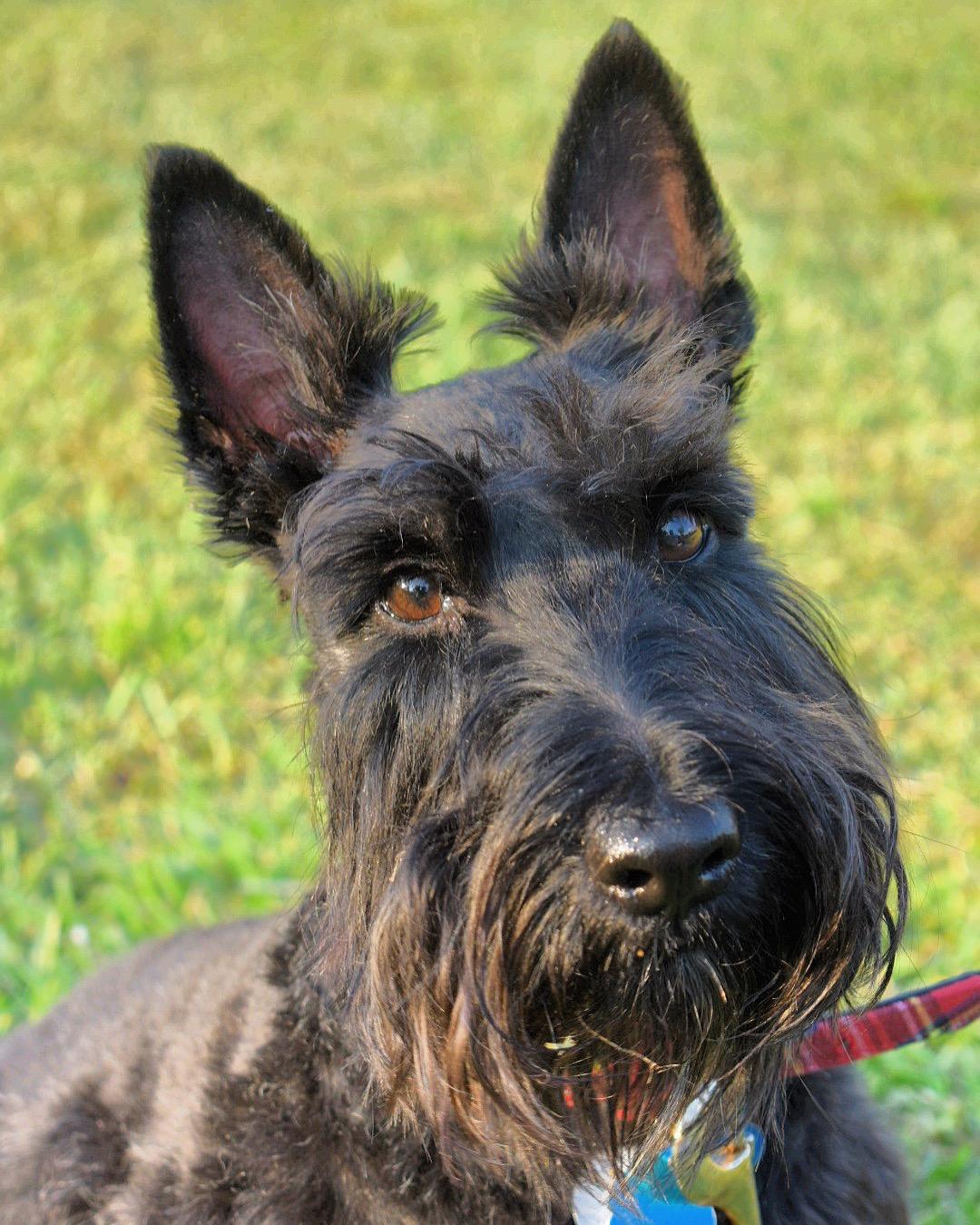 Scottish Terrier - Wikipedia