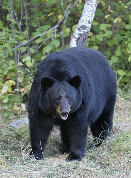 American black bear - Wikipedia