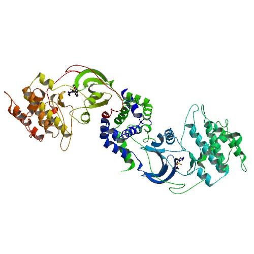 Rho-associated protein kinase - Wikipedia