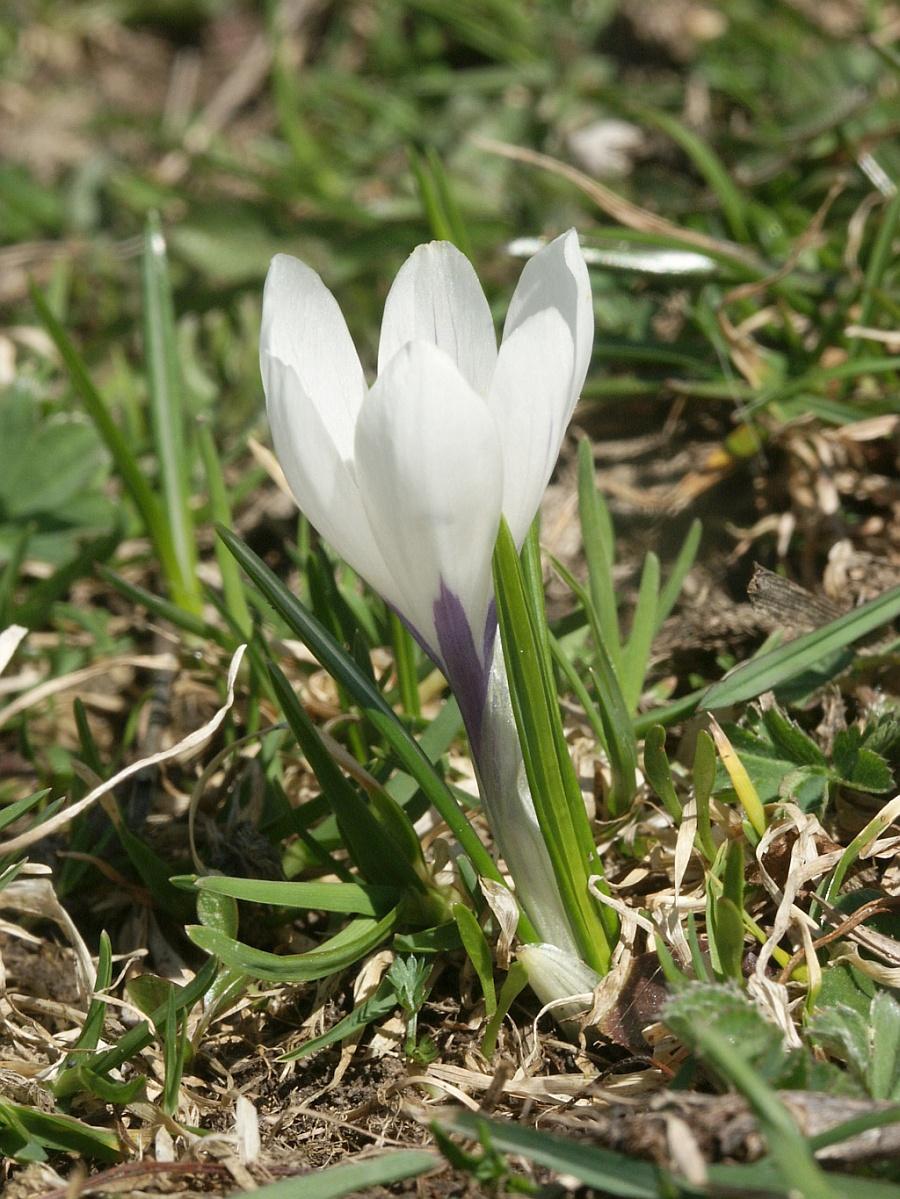 Crocus — Wikipédia